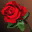 Etc red rose i00 0.jpg